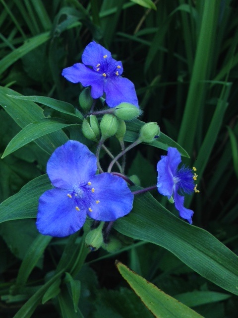 Dreimasterblume