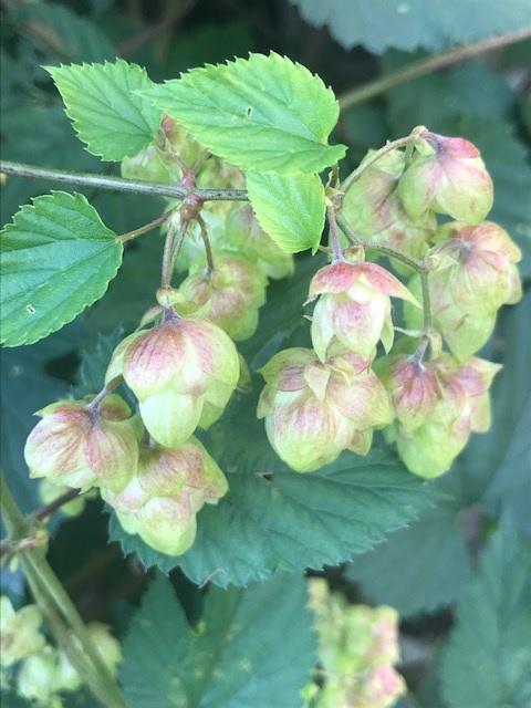 Echter Hopfen