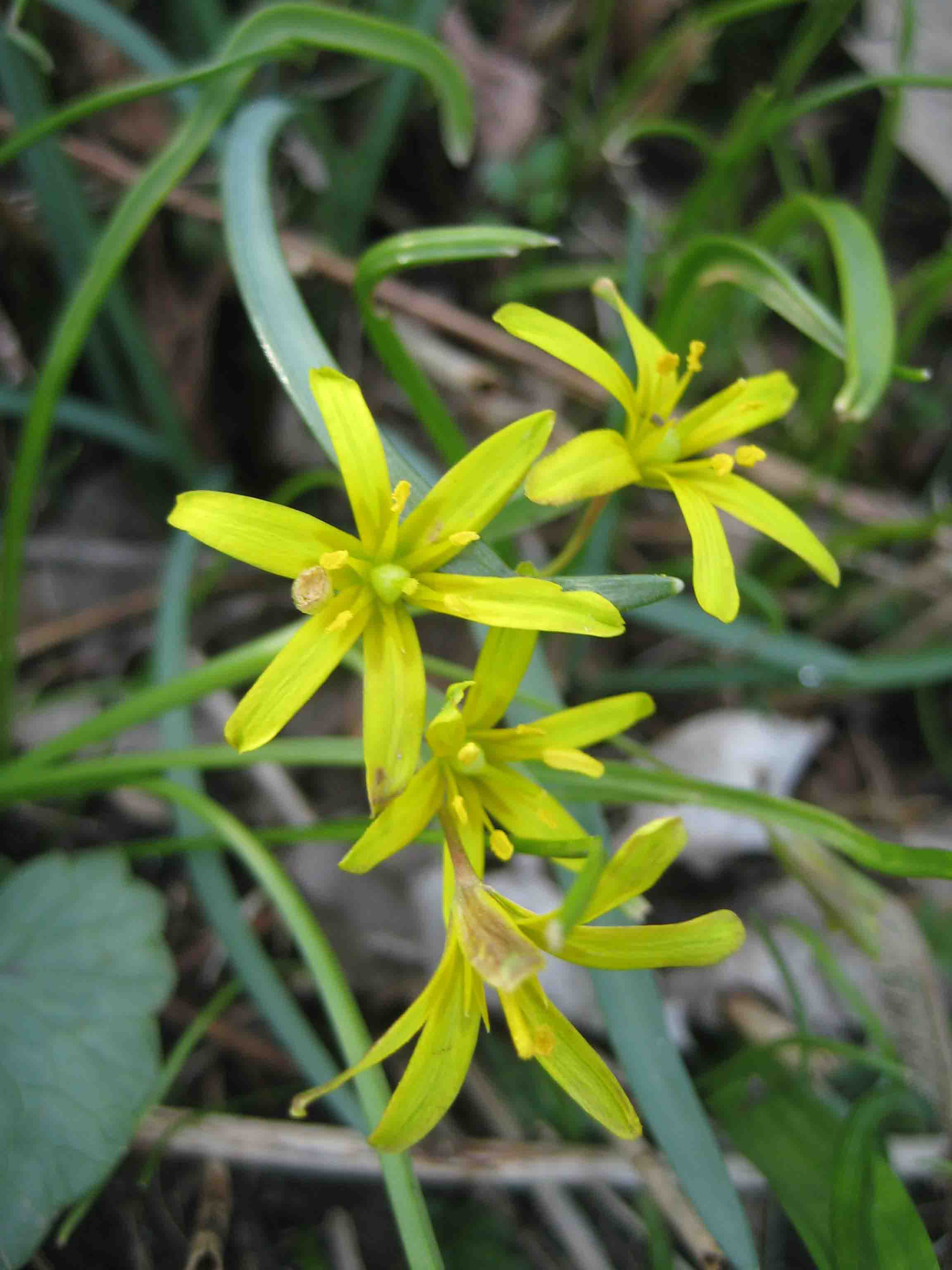 Gelbstern