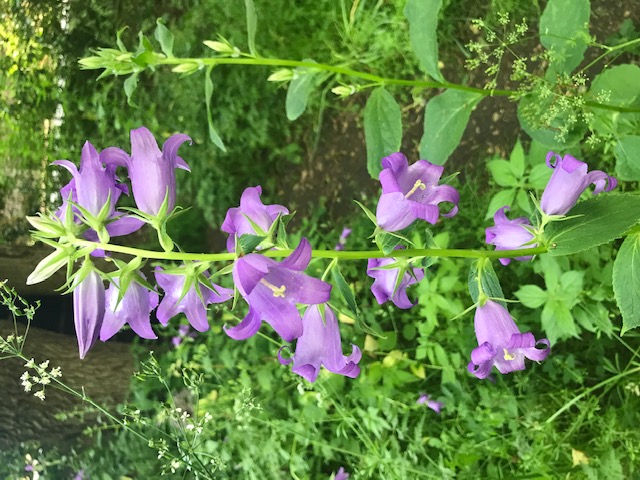 Glockenblume