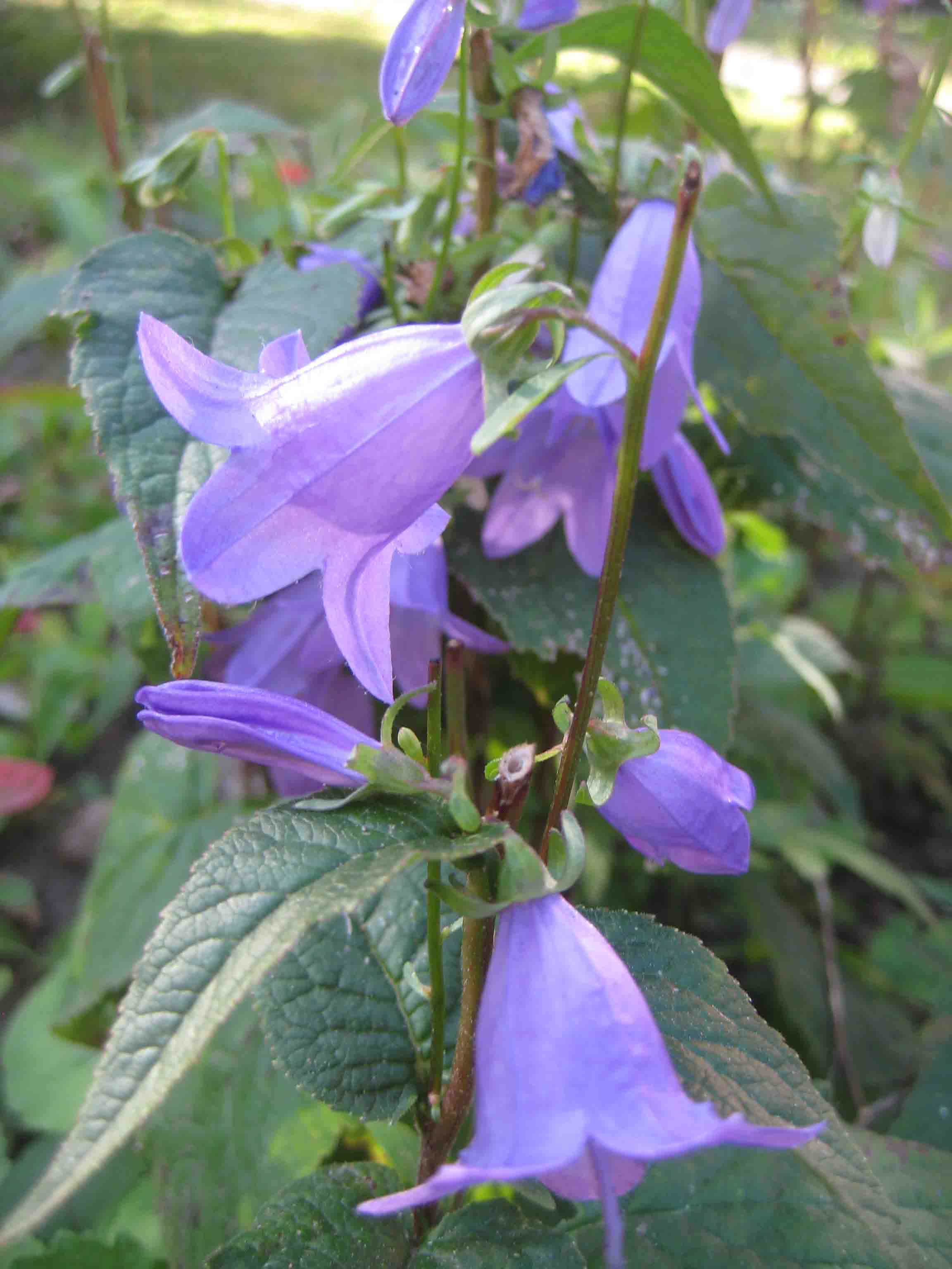 Glockenblume