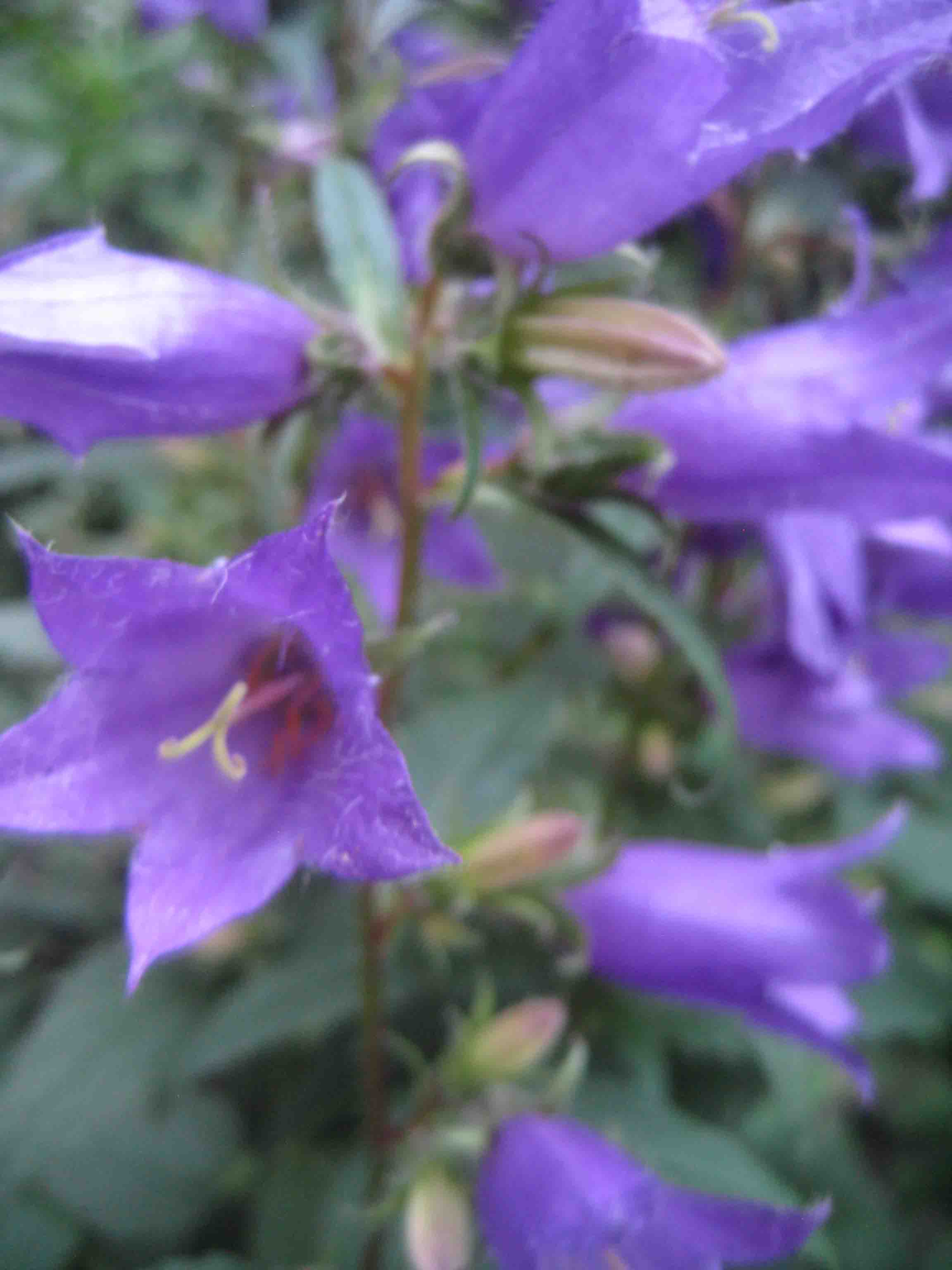 Bologneser Glockenblume