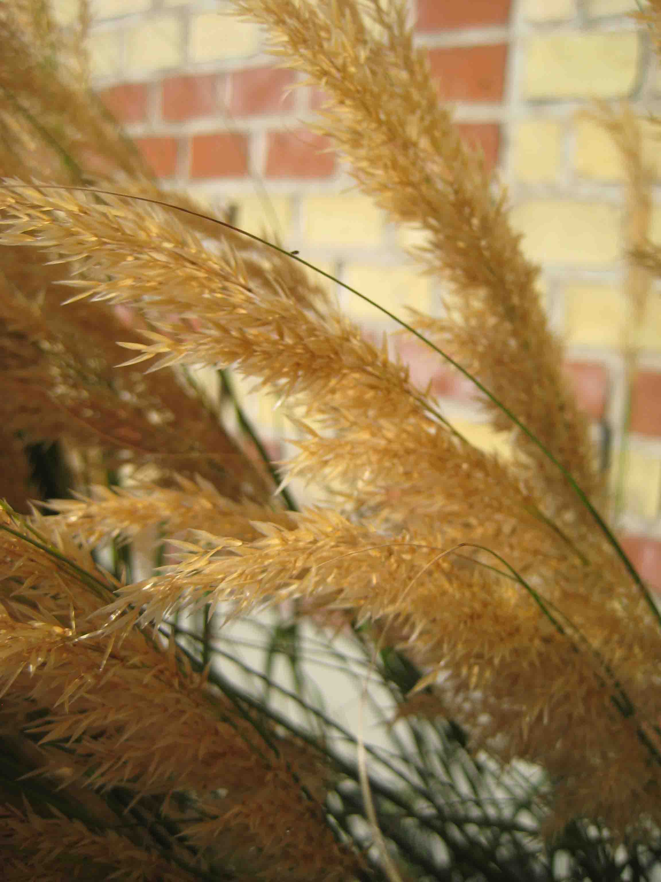 Gras