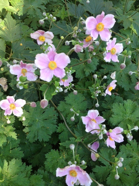 Herbst-Anemone