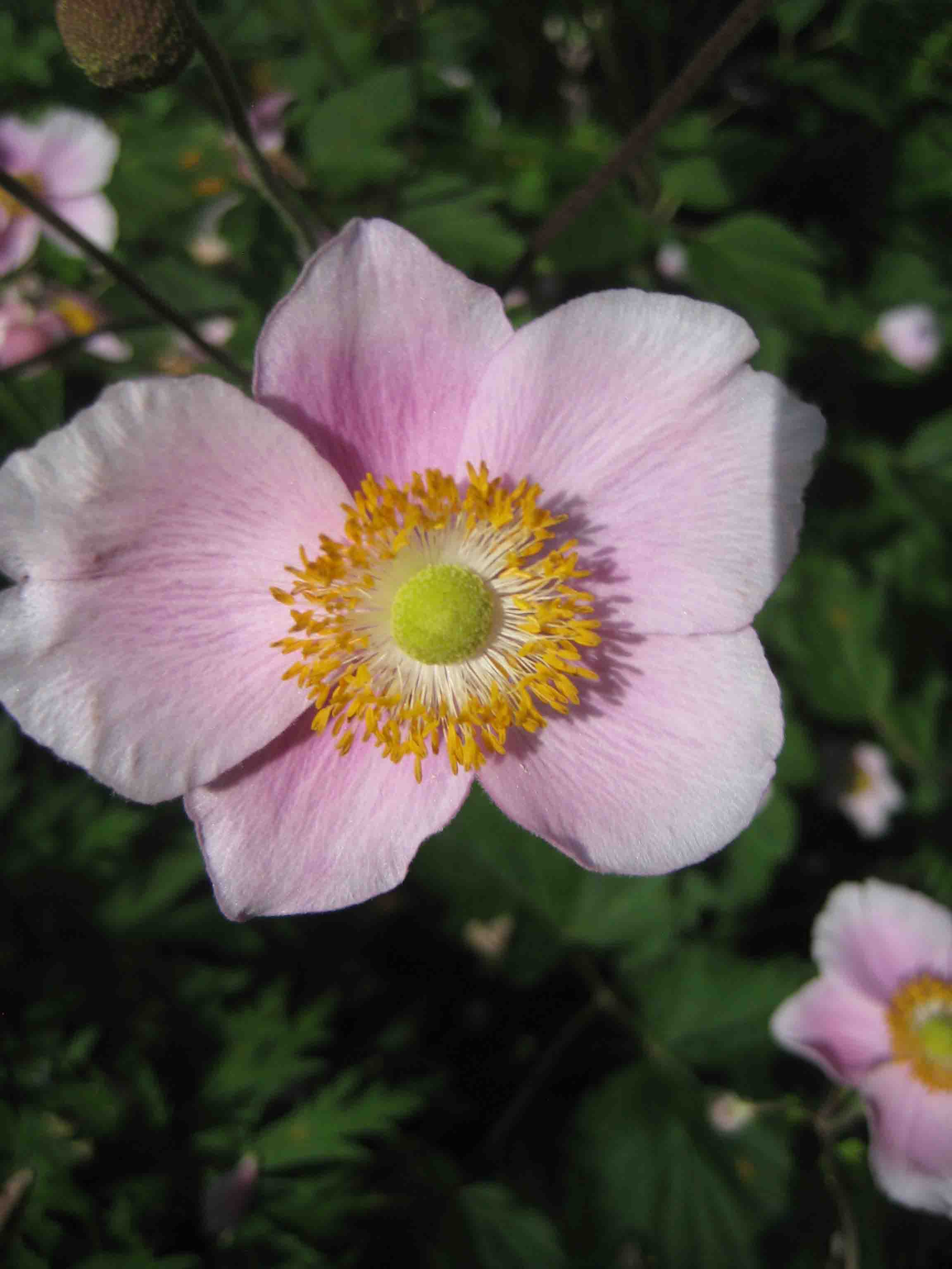 Herbst-Anemone