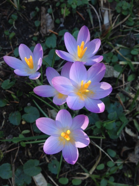 Krokusse