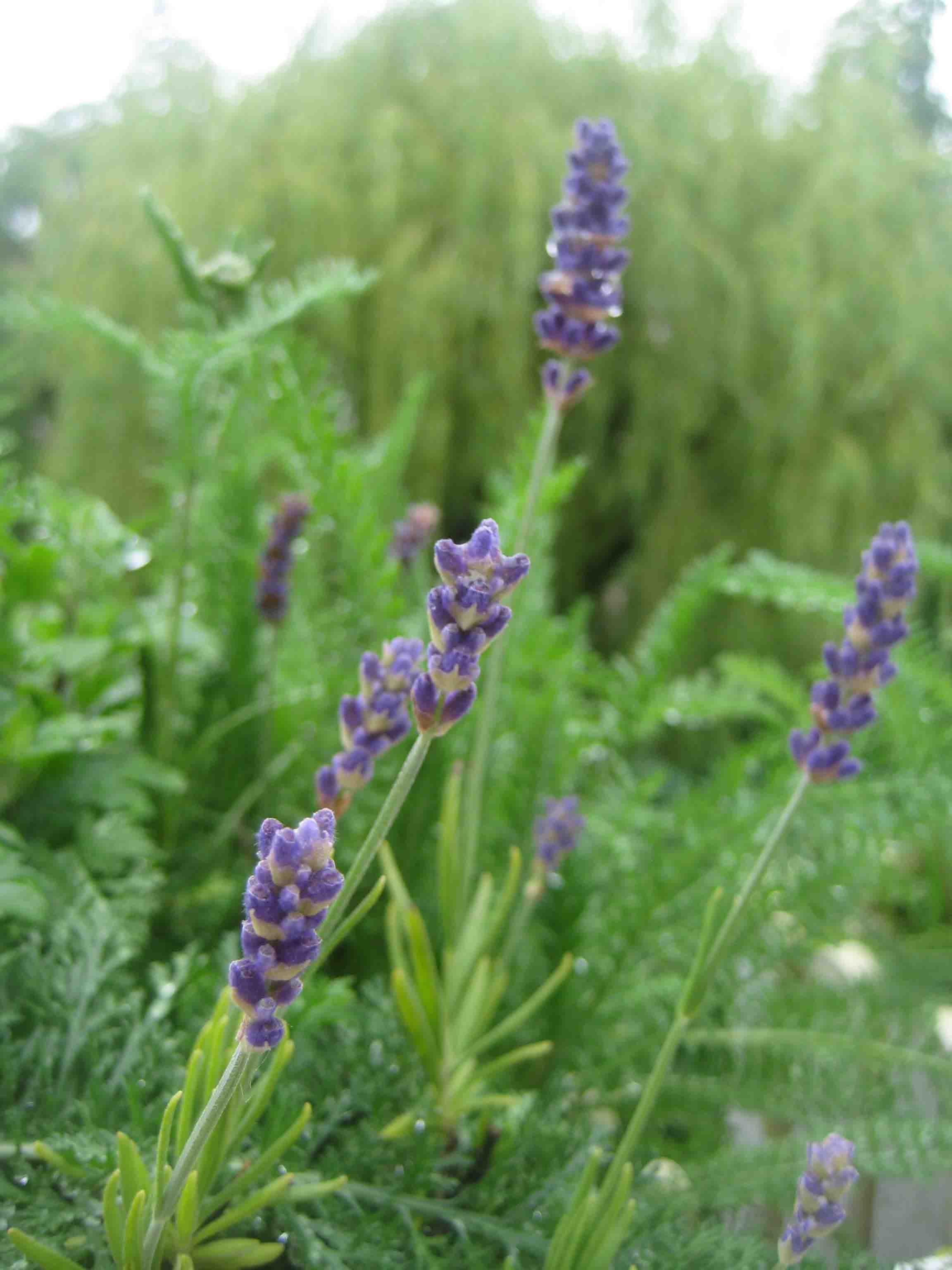 Alter Botanischer Garten Kiel
