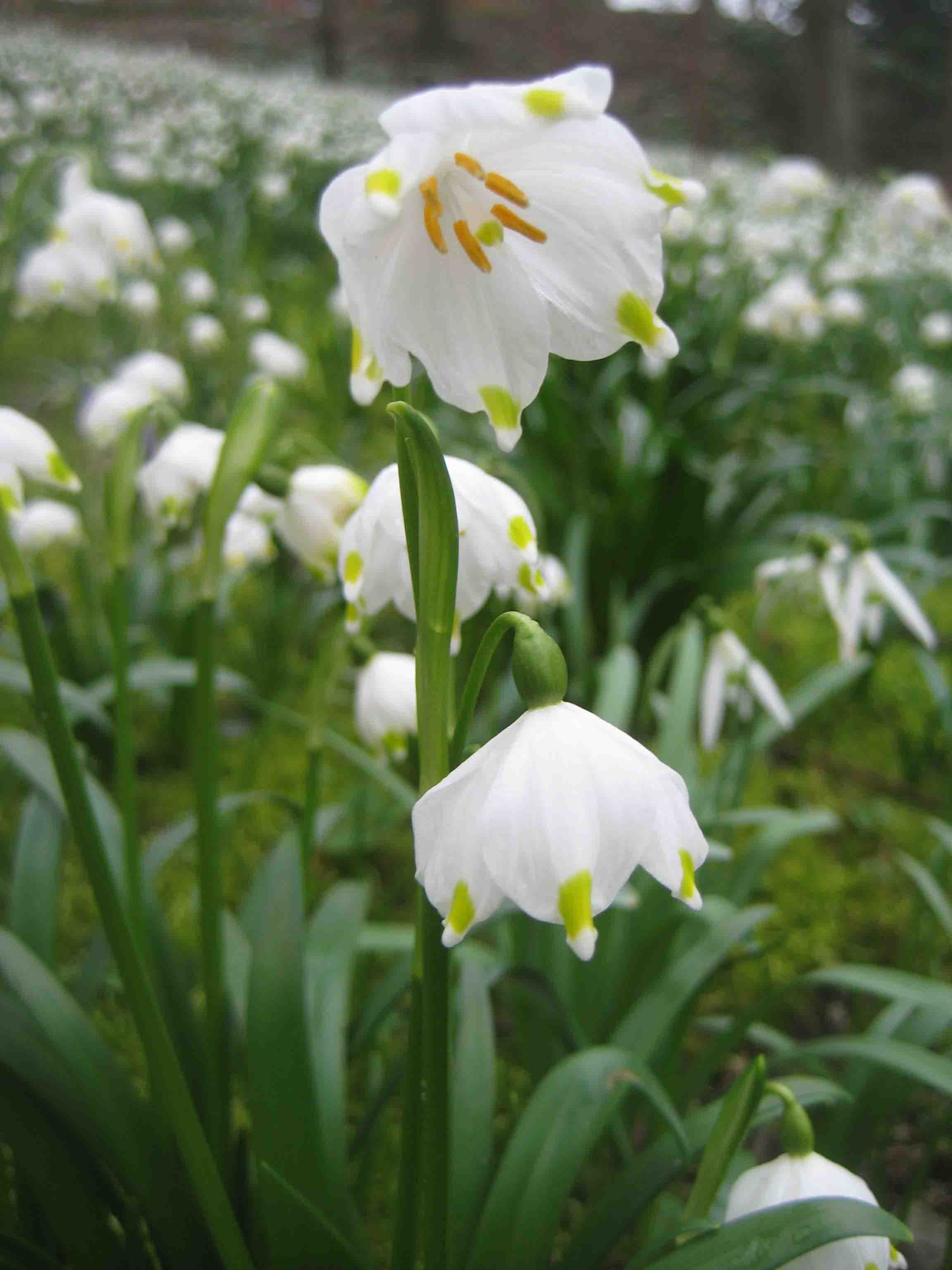 Märzenbecher