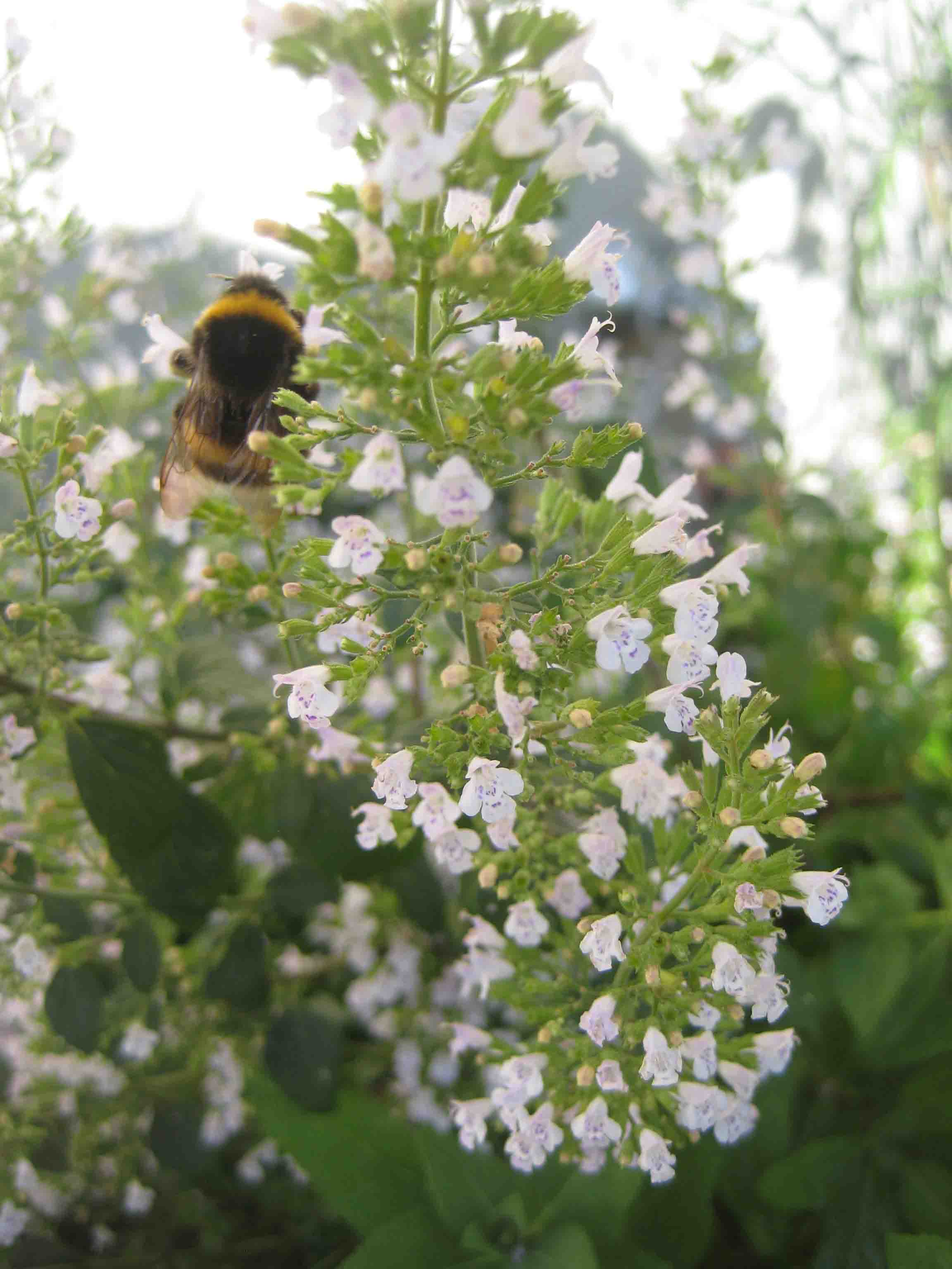 Oregano