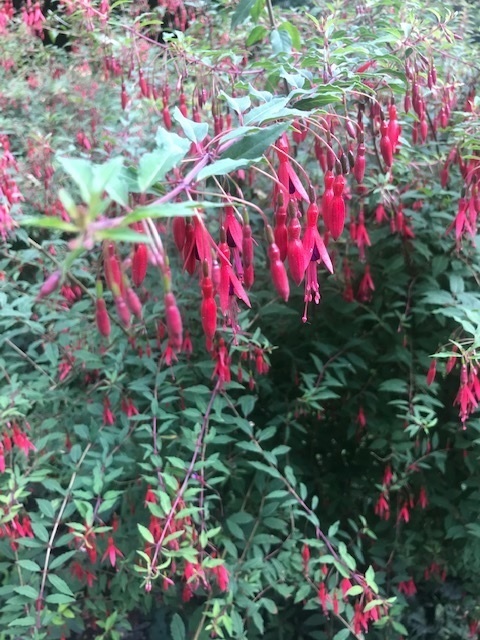 Scharlach-Fuchsie