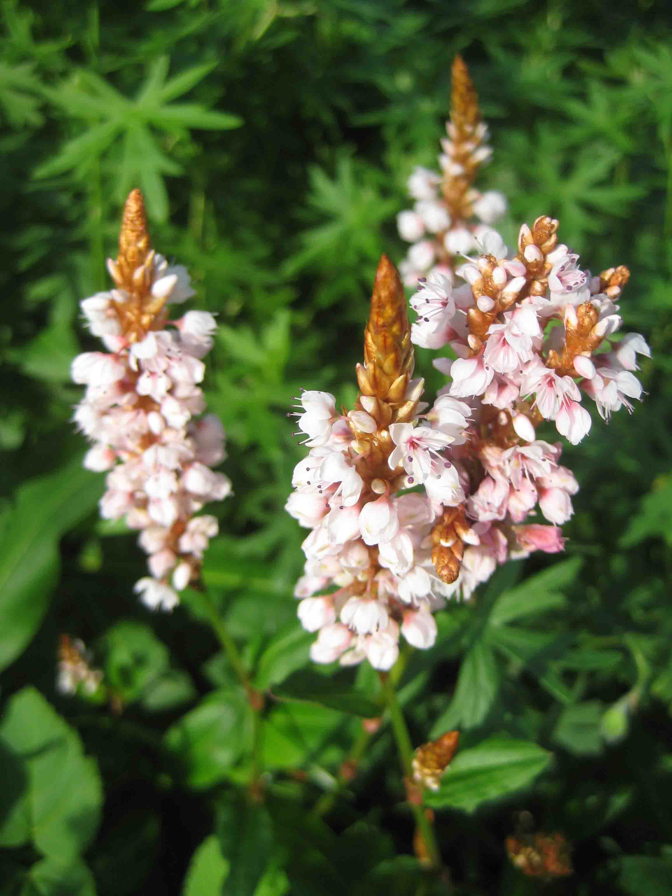 Schlangenknöterich