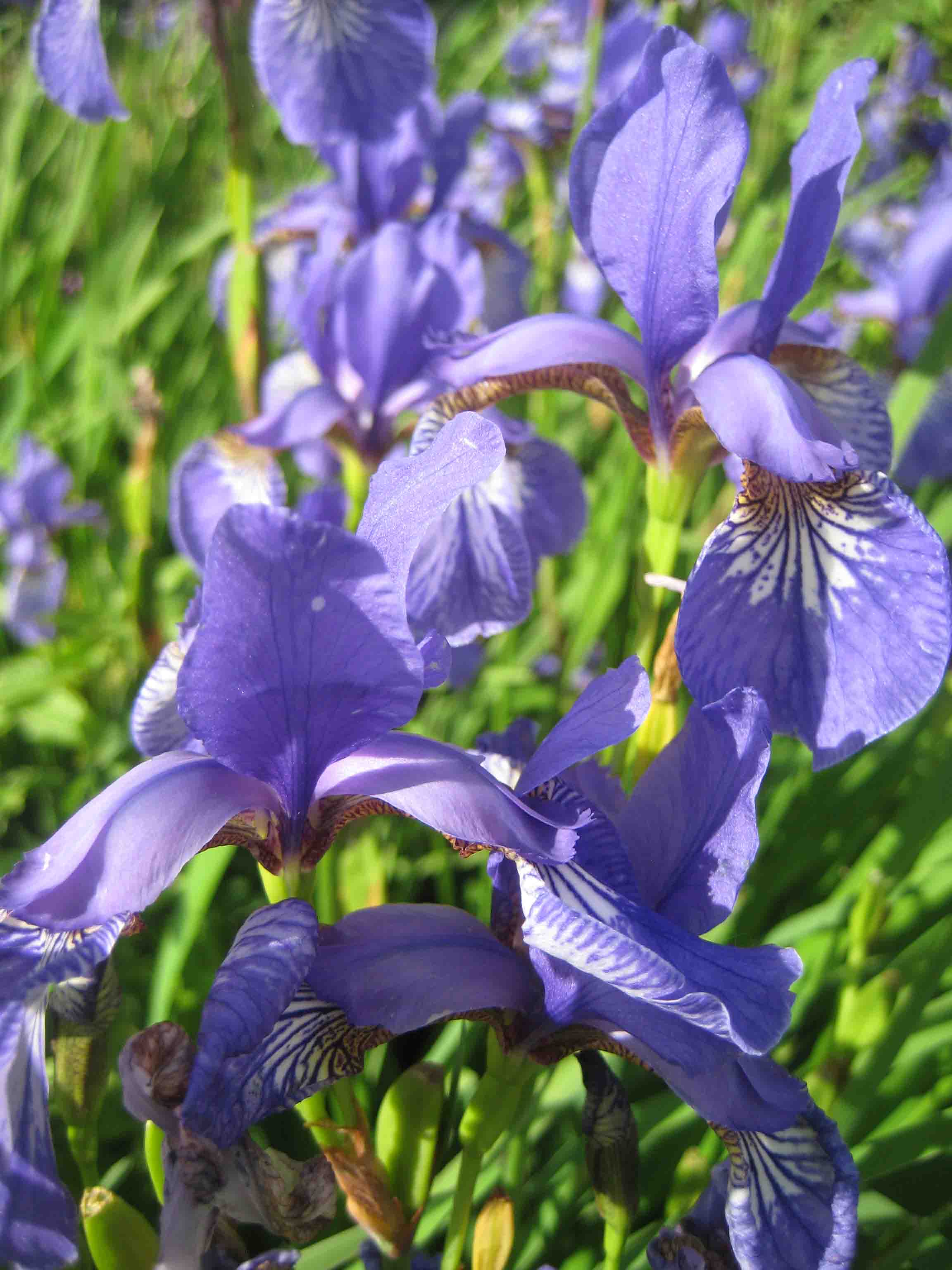 Sibirische Schwertlilie