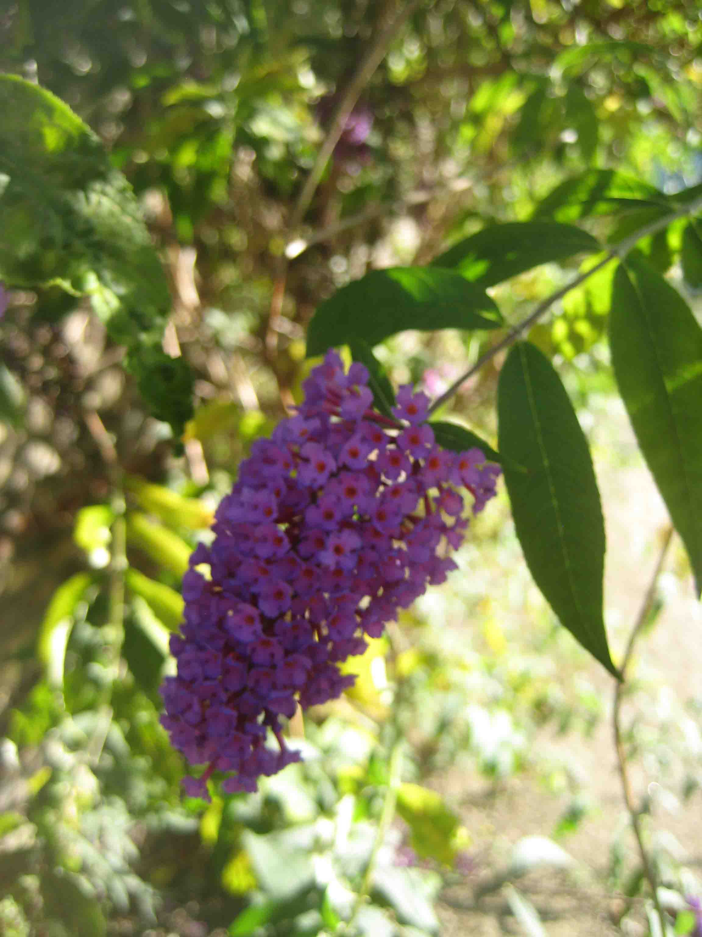 Schmetterlingsflieder