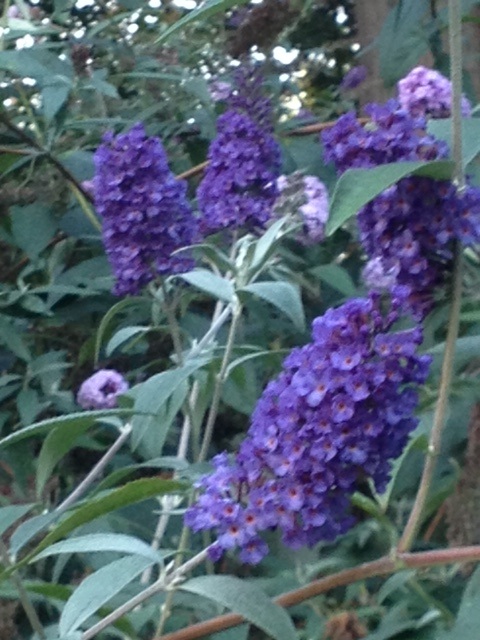 Sommerflieder