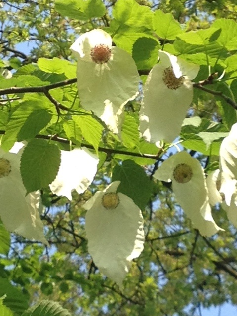 Taschentuchbaum